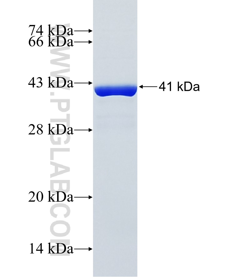 Ms4a1 fusion protein Ag36918 SDS-PAGE