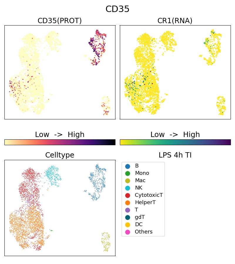 CD35