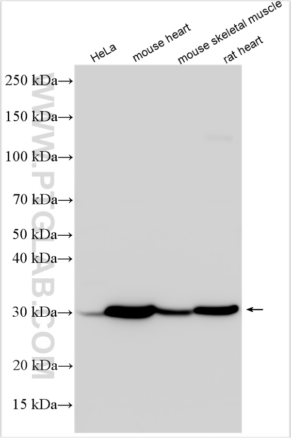 WB analysis using 26762-1-AP