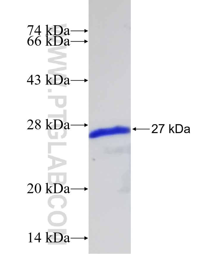 Myogenin fusion protein Ag25102 SDS-PAGE