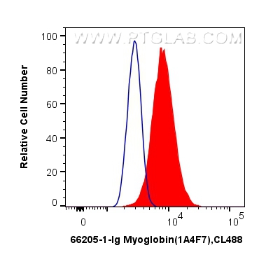 FC experiment of C2C12 using 66205-1-Ig