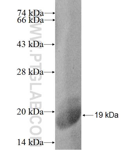 N/A fusion protein Ag17615 SDS-PAGE