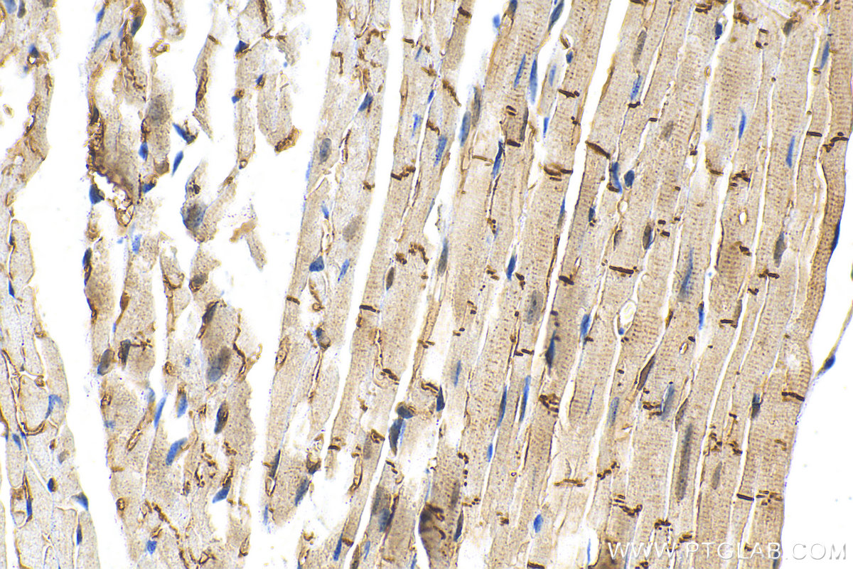 IHC staining of mouse heart using 68532-1-Ig (same clone as 68532-1-PBS)