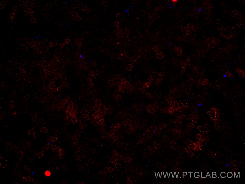 IF Staining of HepG2 using 68532-2-Ig (same clone as 68532-2-PBS)