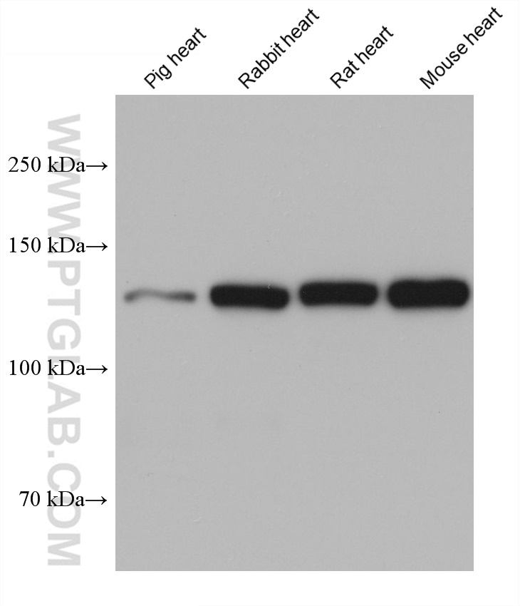 WB analysis using 68532-2-Ig