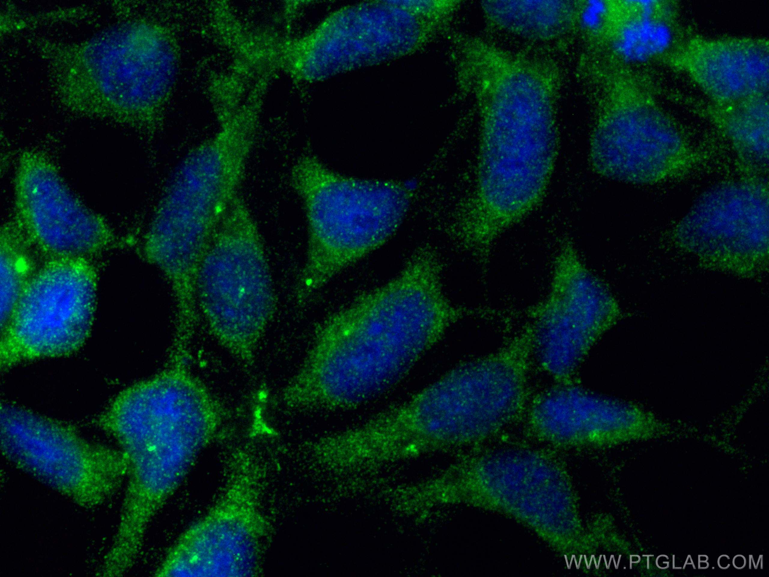 IF Staining of HEK-293 using 16733-1-AP