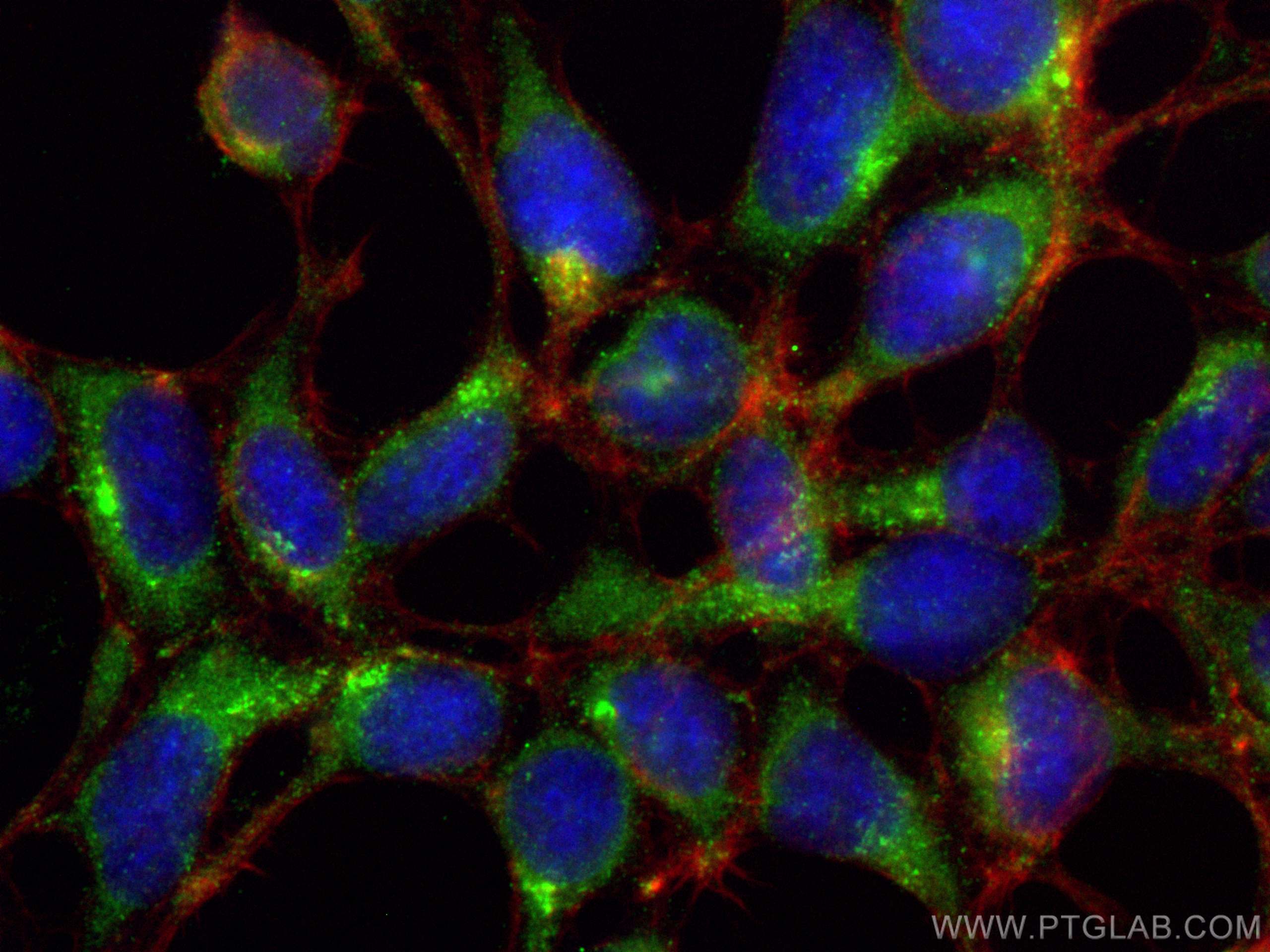 IF Staining of HEK-293 using 16733-1-AP