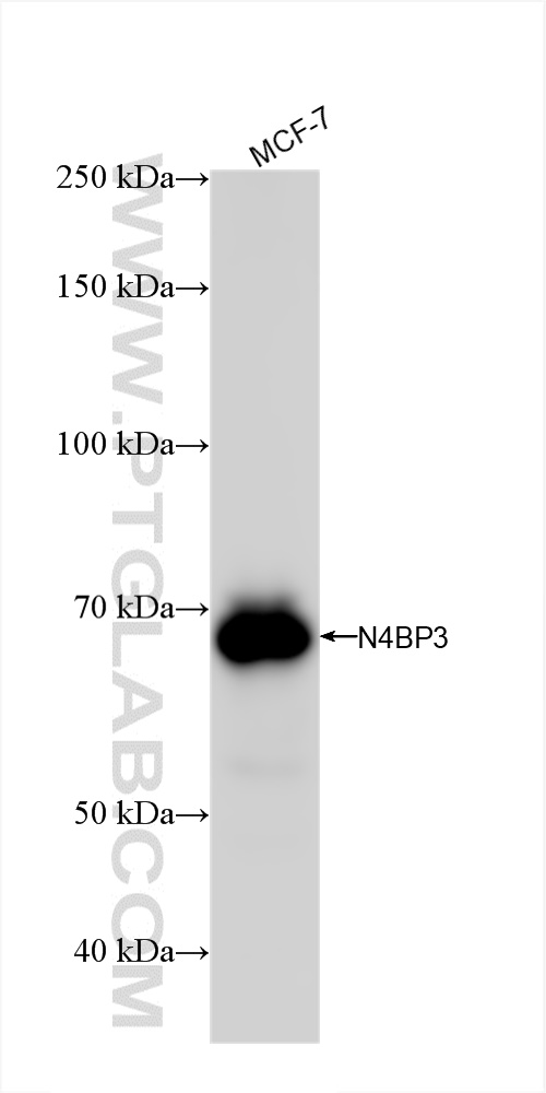 WB analysis of MCF-7 using 83178-2-RR