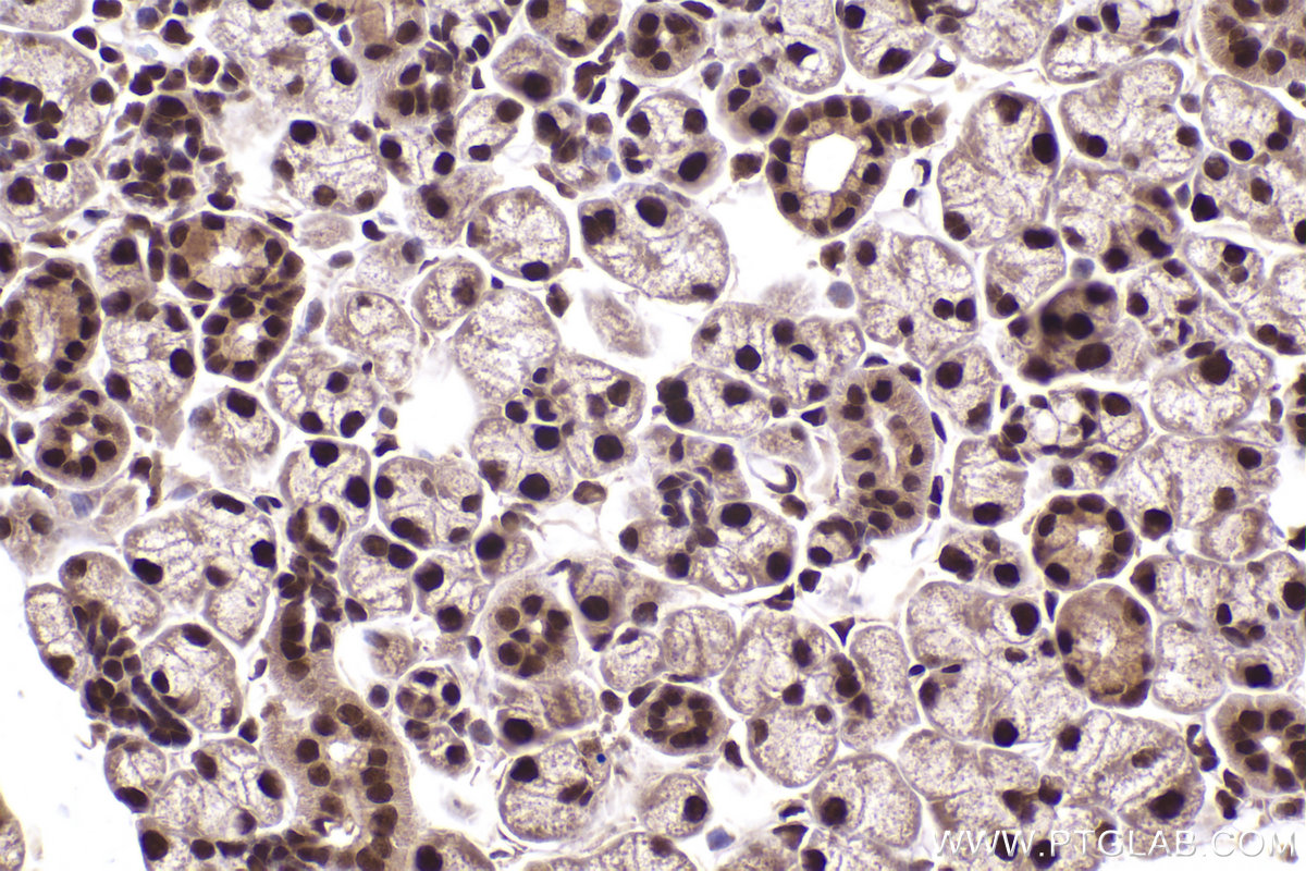 IHC staining of mouse salivary gland using 14863-1-AP