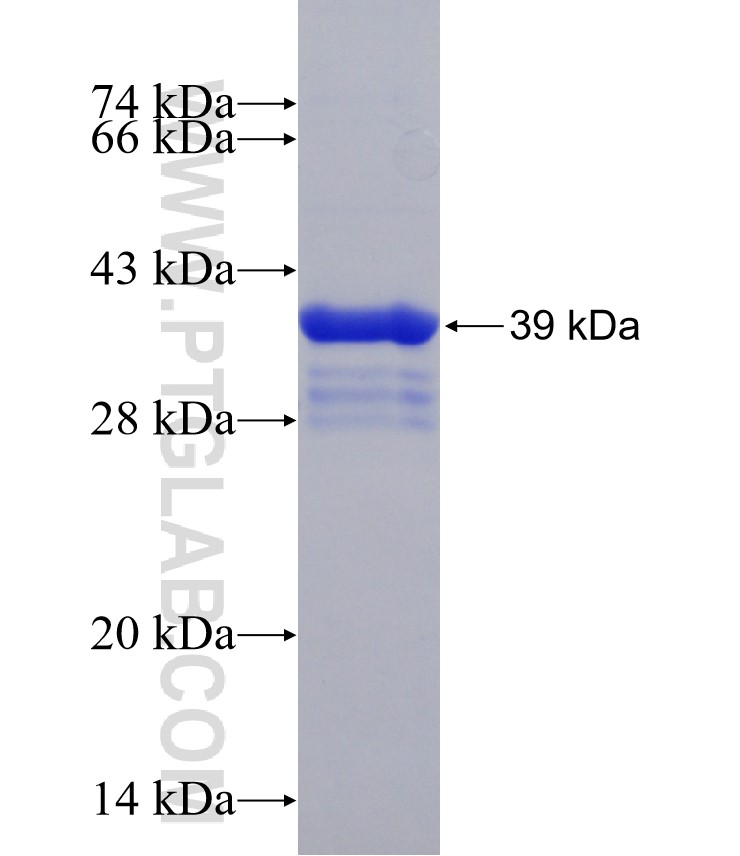 NANOG fusion protein Ag30949 SDS-PAGE