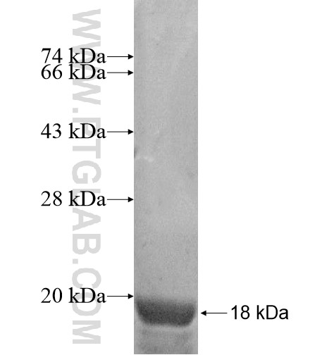 NAP1L2 fusion protein Ag14278 SDS-PAGE