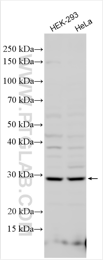 WB analysis using 13652-1-AP