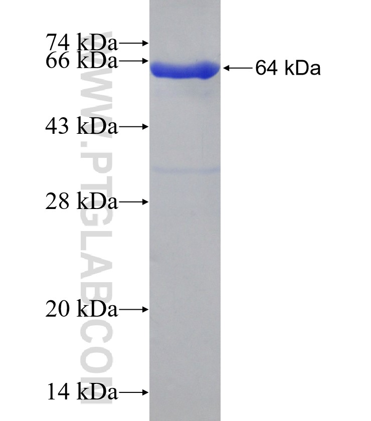 NARS fusion protein Ag6656 SDS-PAGE