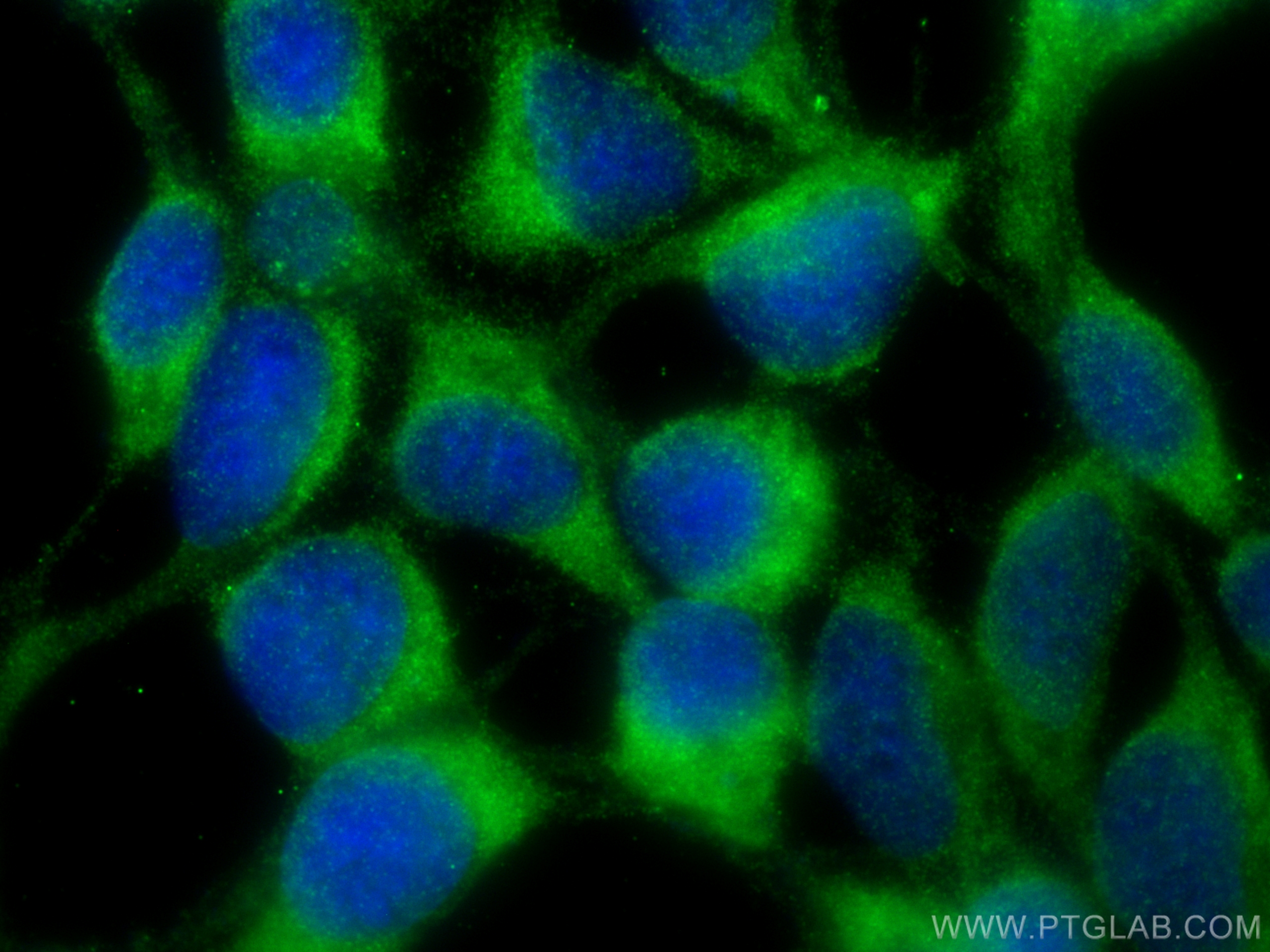 IF Staining of HEK-293 using 23841-1-AP