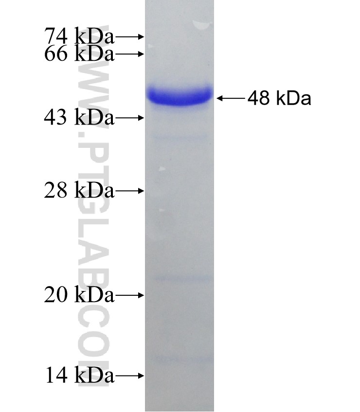 NBR1 fusion protein Ag8652 SDS-PAGE