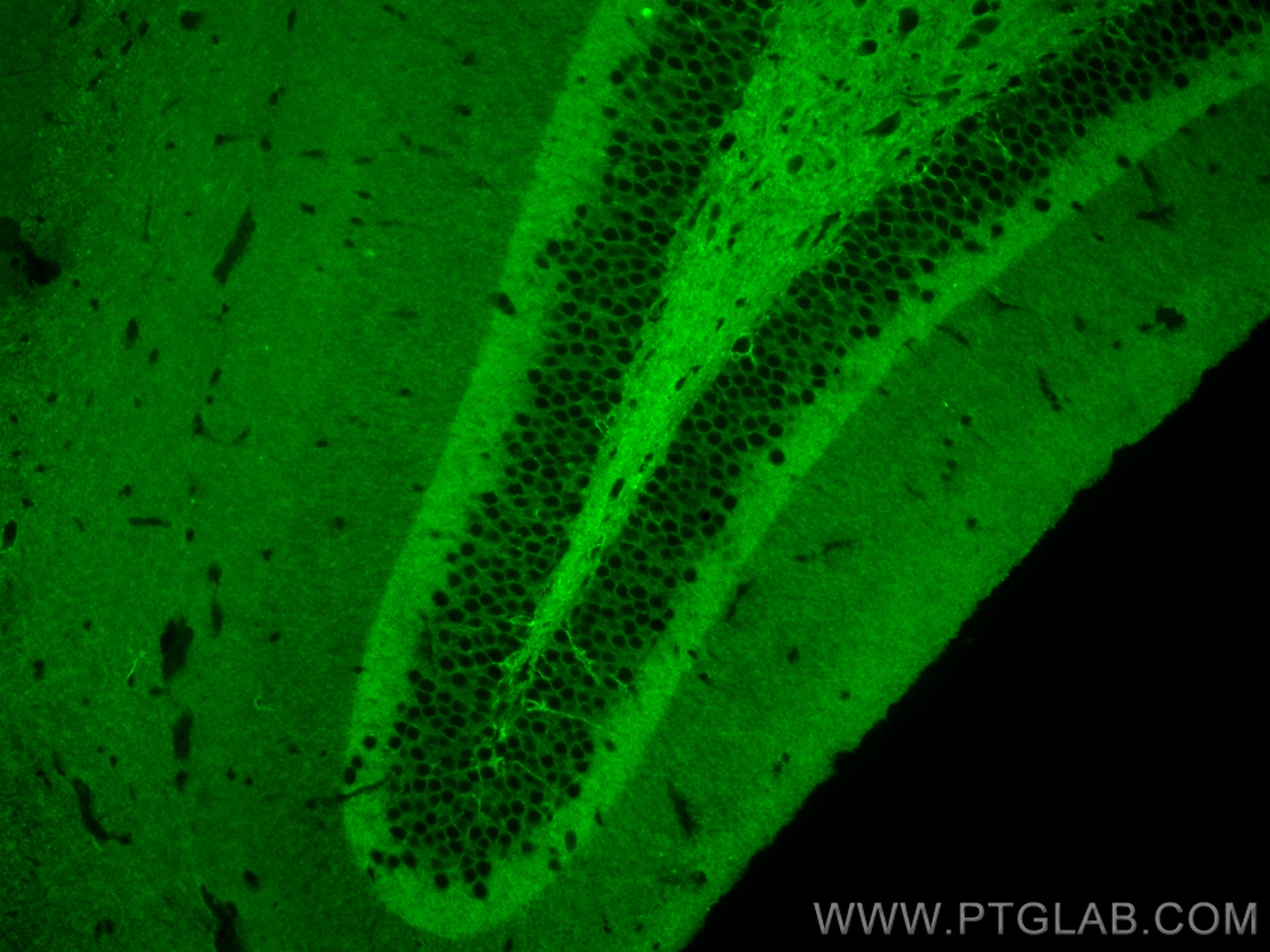 IF Staining of mouse brain using CL488-82715