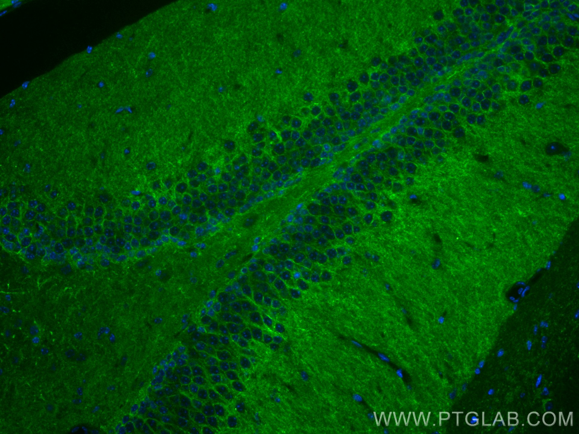 IF Staining of mouse brain using 68205-1-Ig