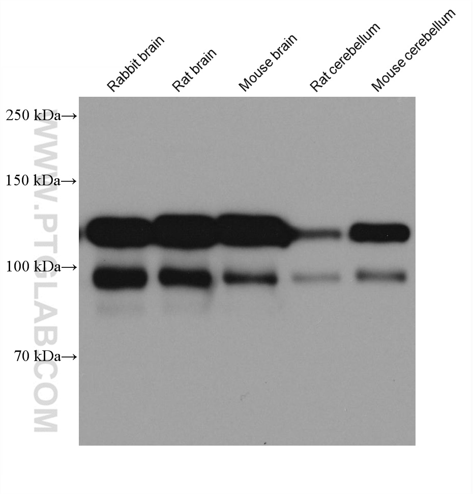 WB analysis using 68205-1-Ig