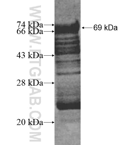 NCAPD3 fusion protein Ag10429 SDS-PAGE