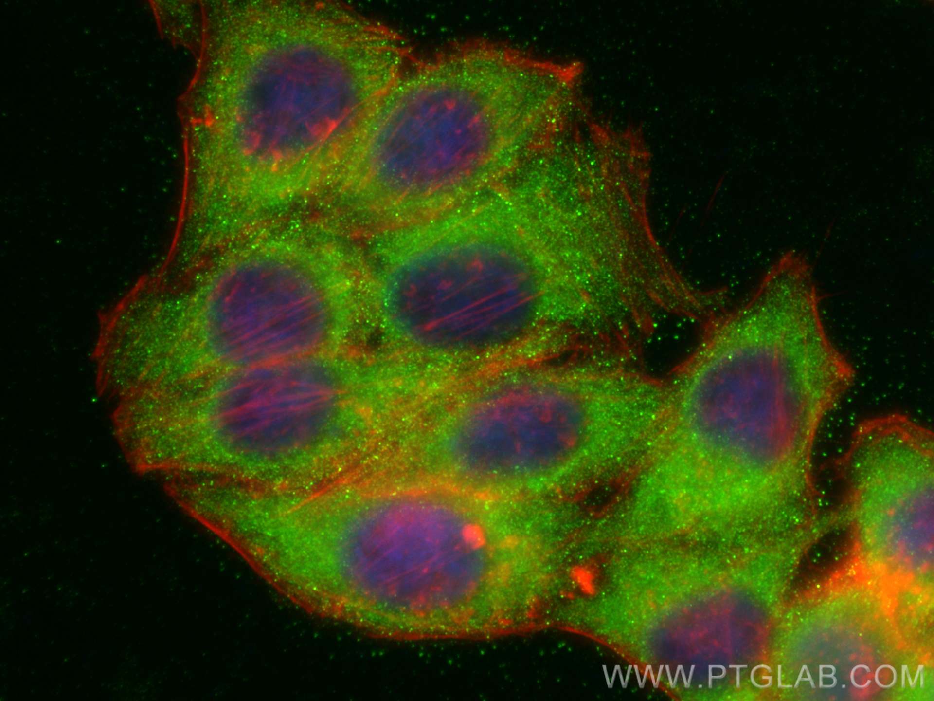 IF Staining of HepG2 using 24563-1-AP