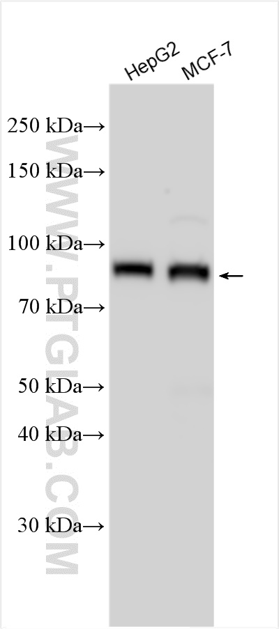 WB analysis using 26172-1-AP