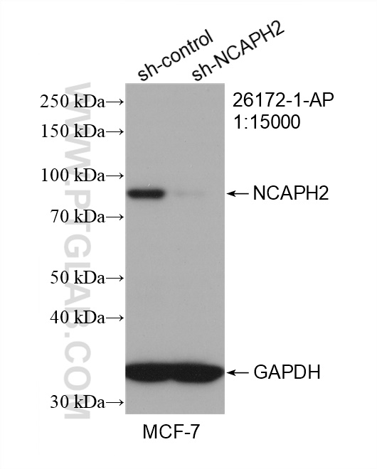 WB analysis of MCF-7 using 26172-1-AP