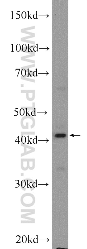 WB analysis of L02 using 14648-1-AP