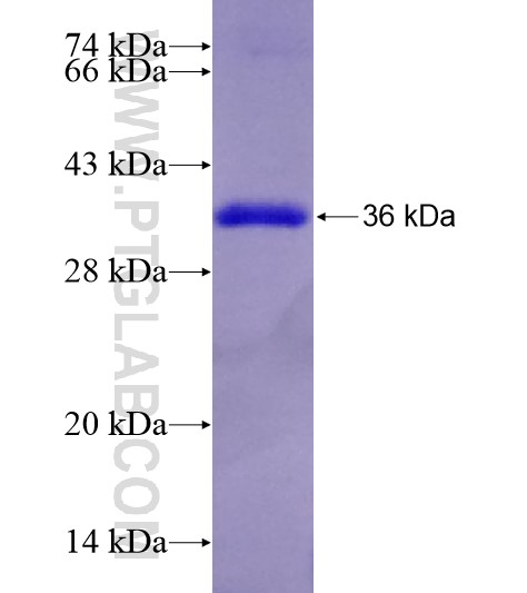 NCK2 fusion protein Ag29059 SDS-PAGE