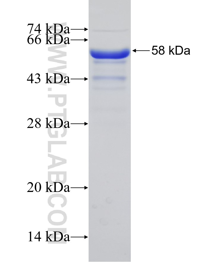 NCOA3 fusion protein Ag30633 SDS-PAGE