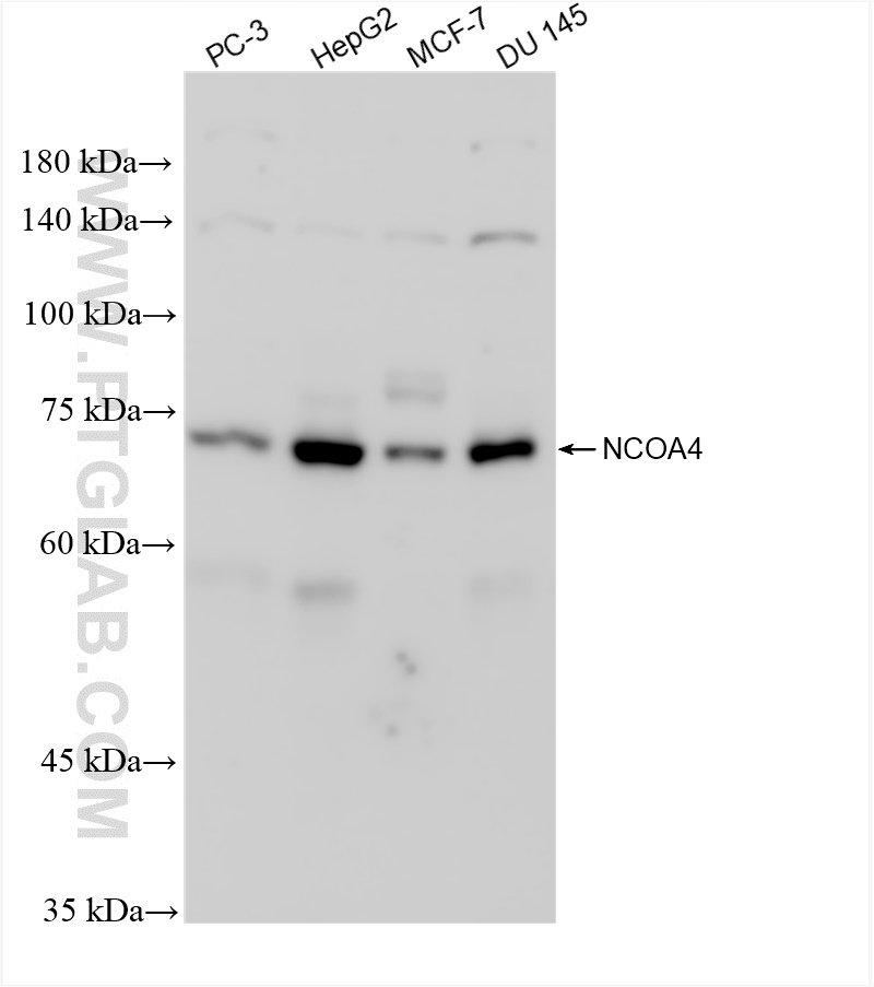 WB analysis using 83394-4-RR (same clone as 83394-4-PBS)