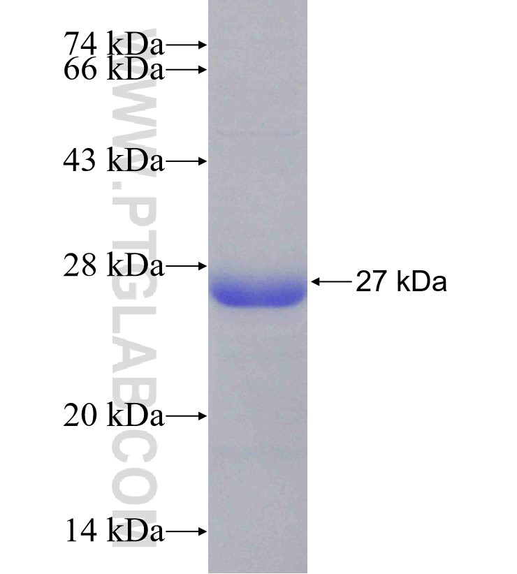 NCOR2 fusion protein Ag30741 SDS-PAGE