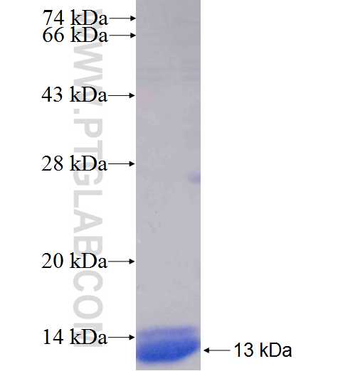 NCR3 fusion protein Ag24778 SDS-PAGE