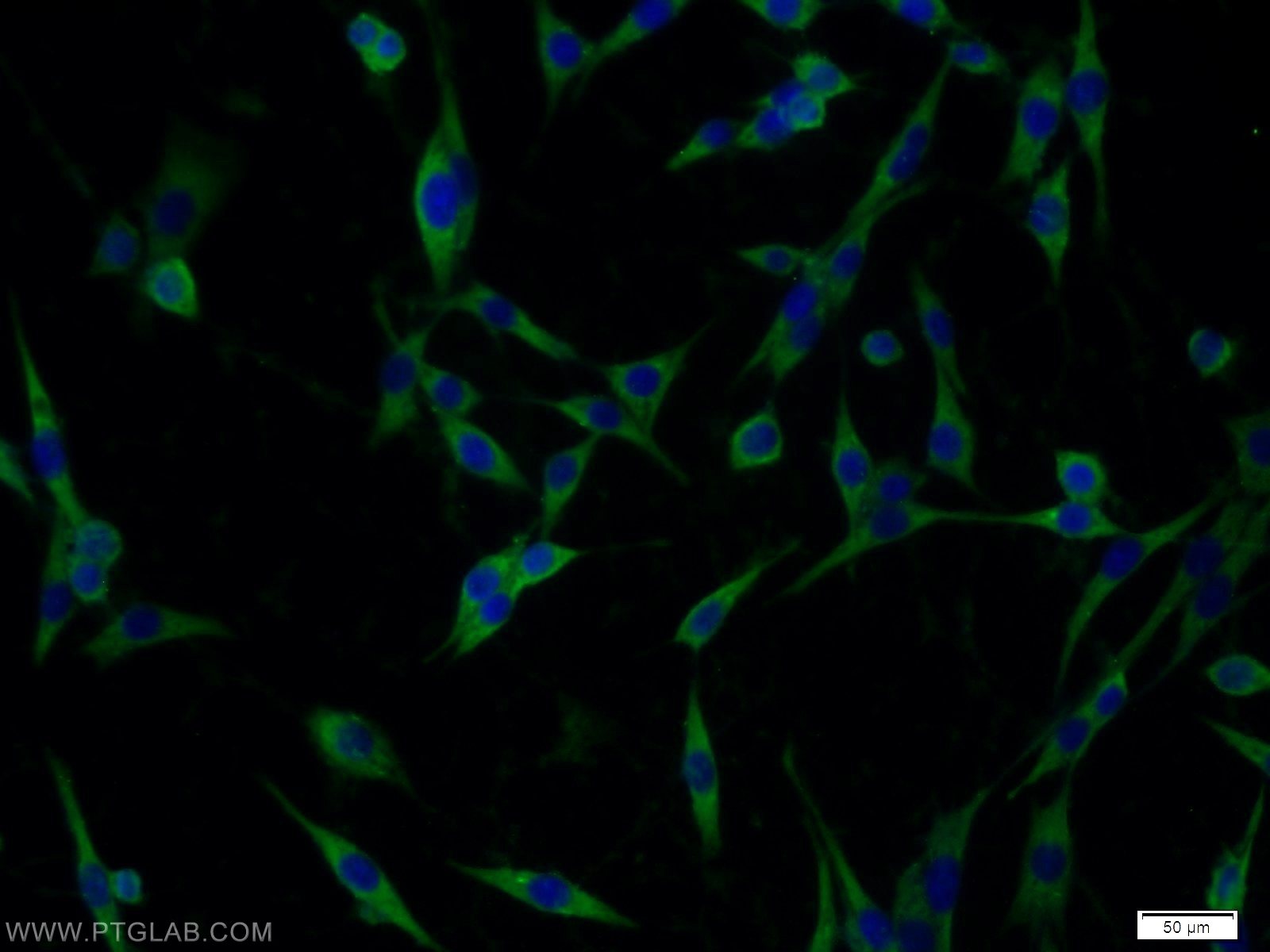 IF Staining of C6 using 14071-1-AP