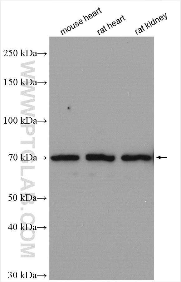 WB analysis using 28447-1-AP (same clone as 28447-1-PBS)