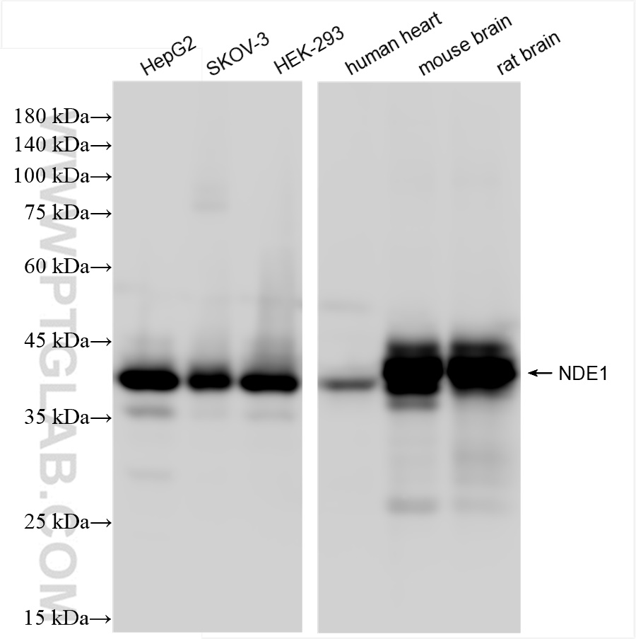 WB analysis using 84799-4-RR