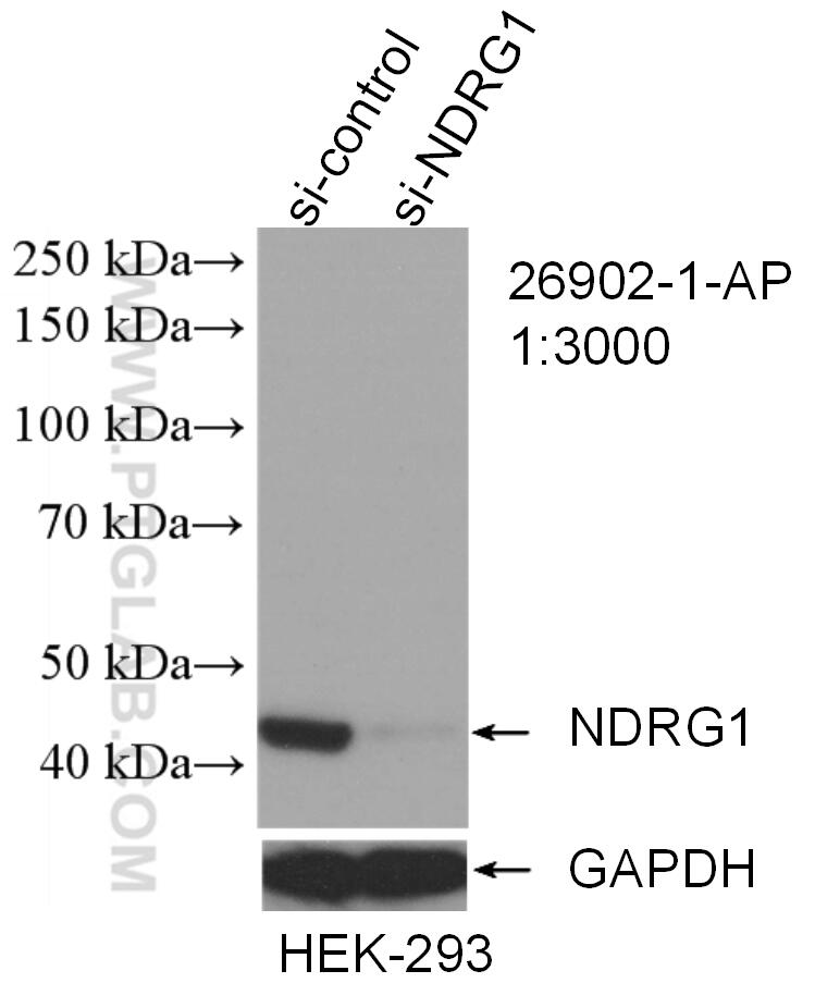 WB analysis of HEK-293 using 26902-1-AP