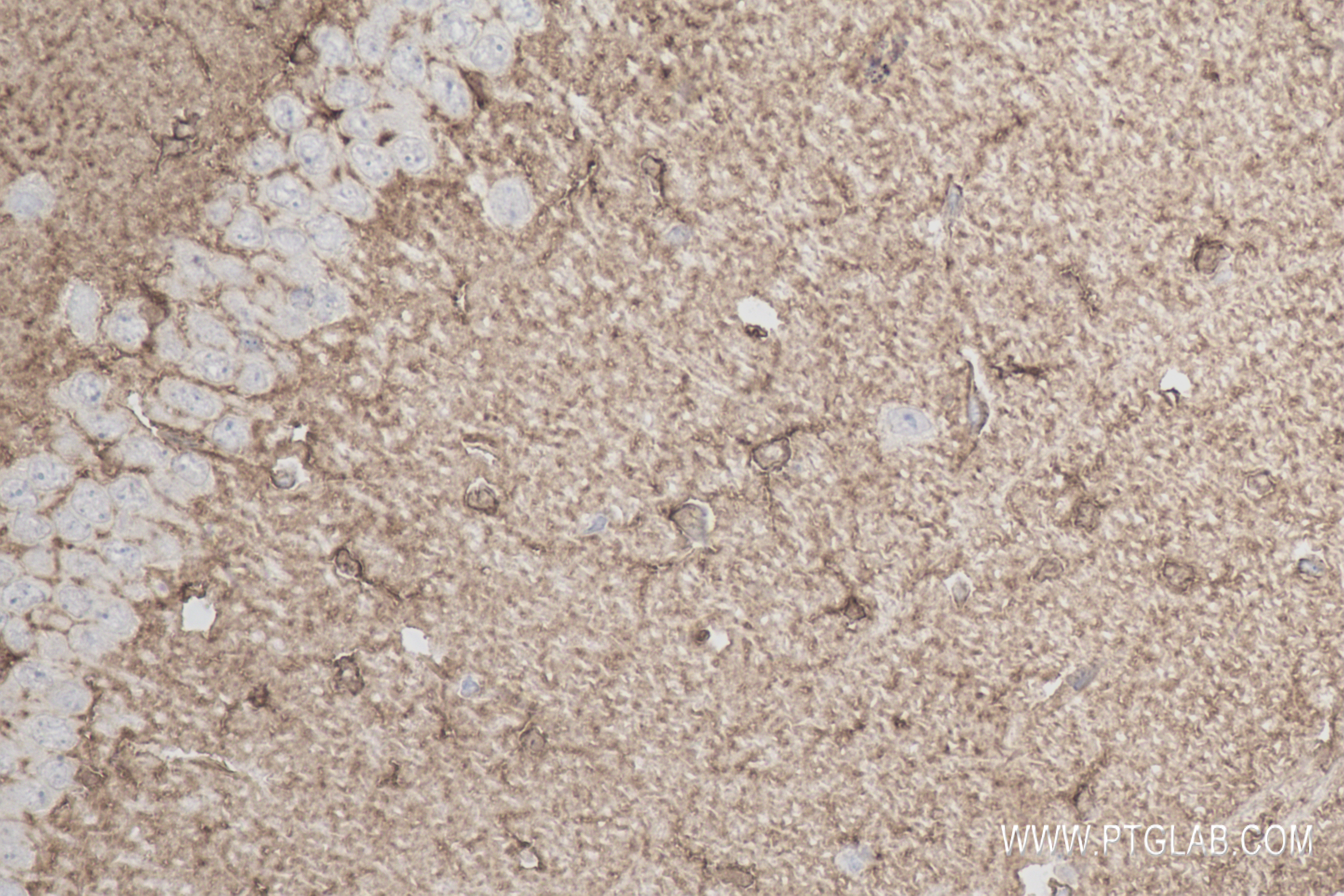 IHC staining of mouse brain using 83902-7-RR (same clone as 83902-7-PBS)