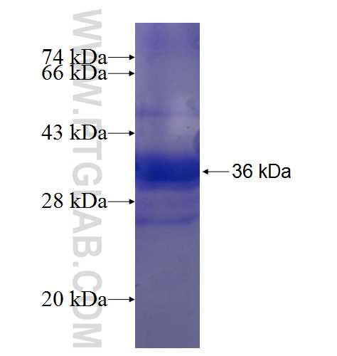 NDST2 fusion protein Ag6954 SDS-PAGE