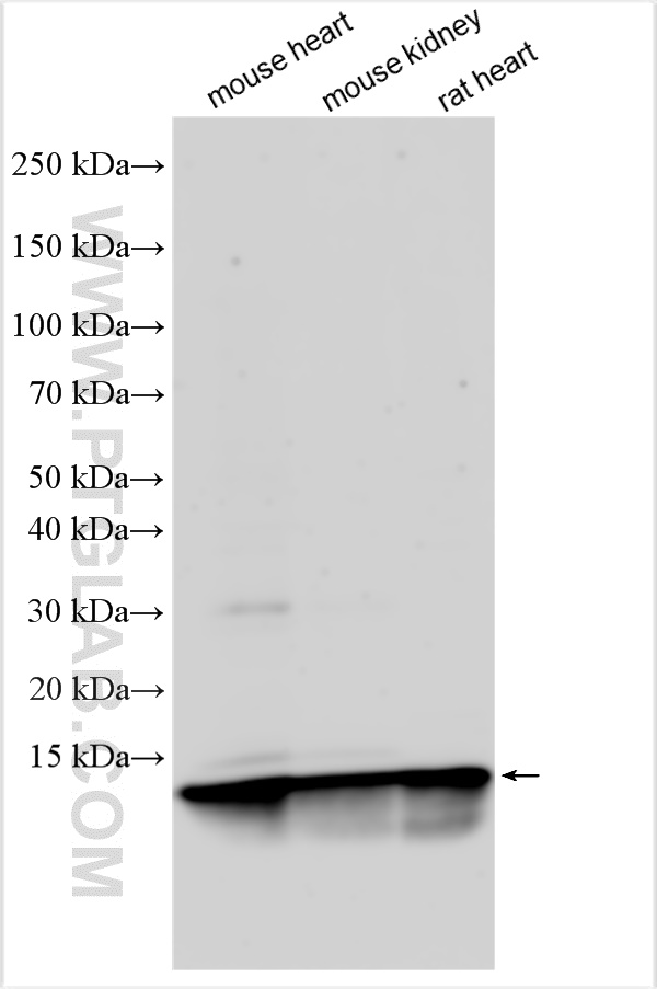 WB analysis using 15561-1-AP