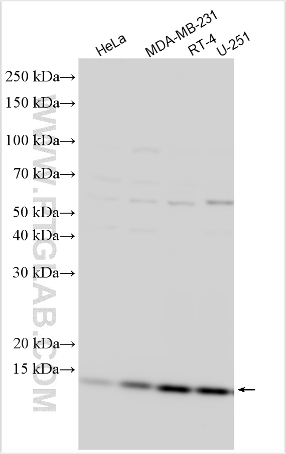 NDUFA11