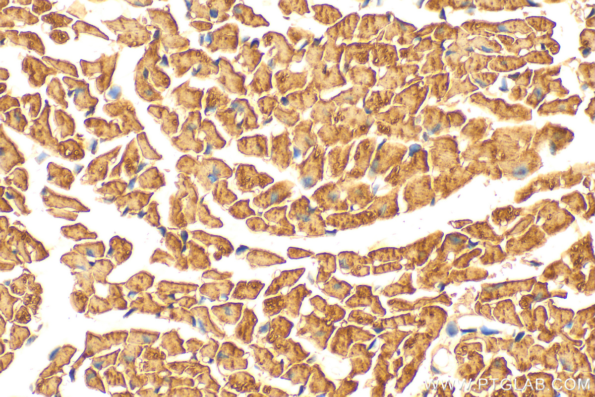 IHC staining of mouse heart using 15889-1-AP