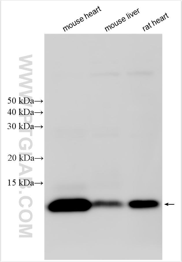 WB analysis using 15889-1-AP