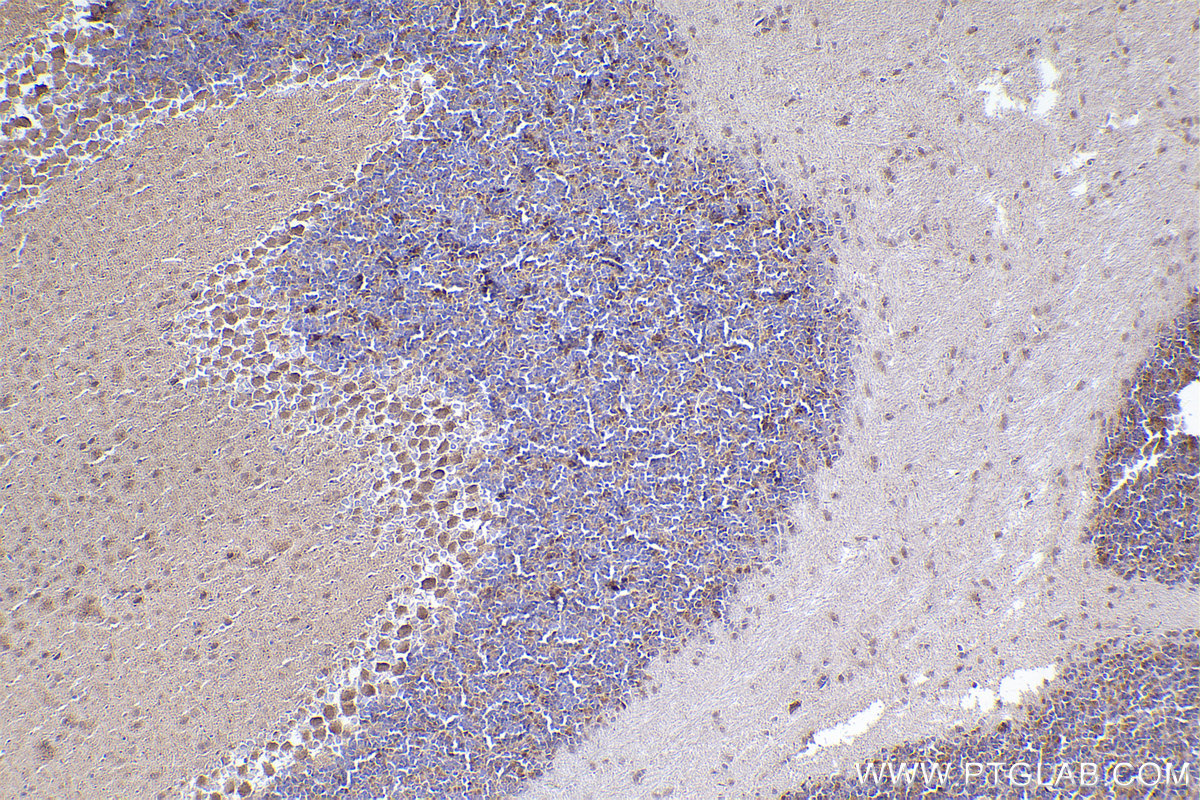 IHC staining of mouse cerebellum using 16640-1-AP