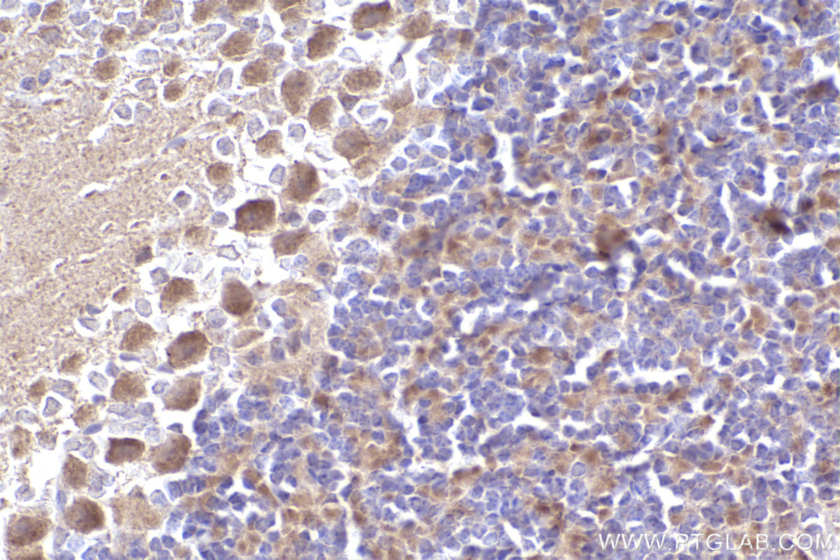 IHC staining of mouse cerebellum using 16640-1-AP