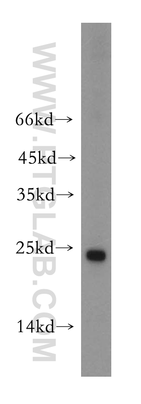 WB analysis of HepG2 using 13891-1-AP