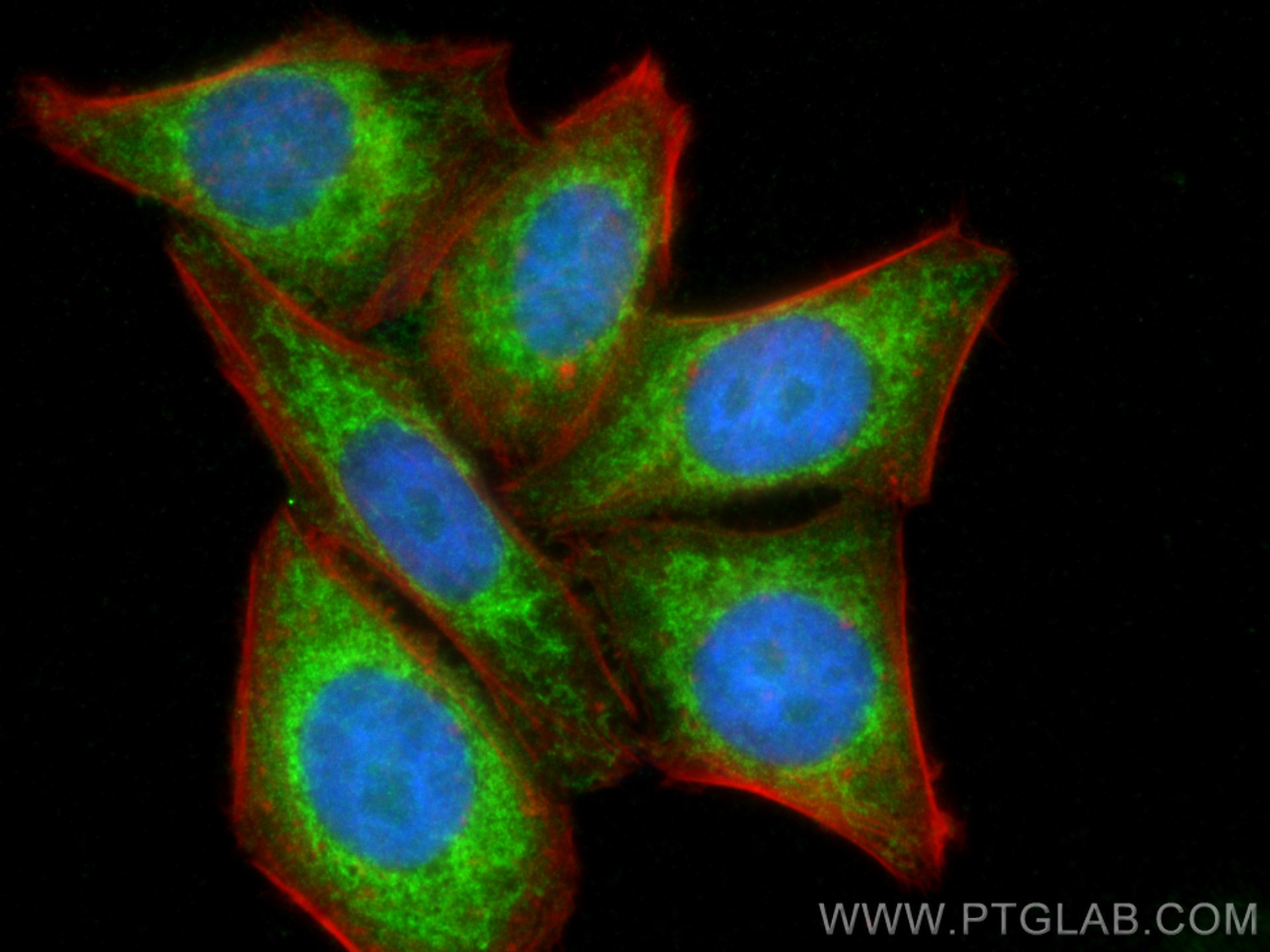 IF Staining of HepG2 using 16720-1-AP