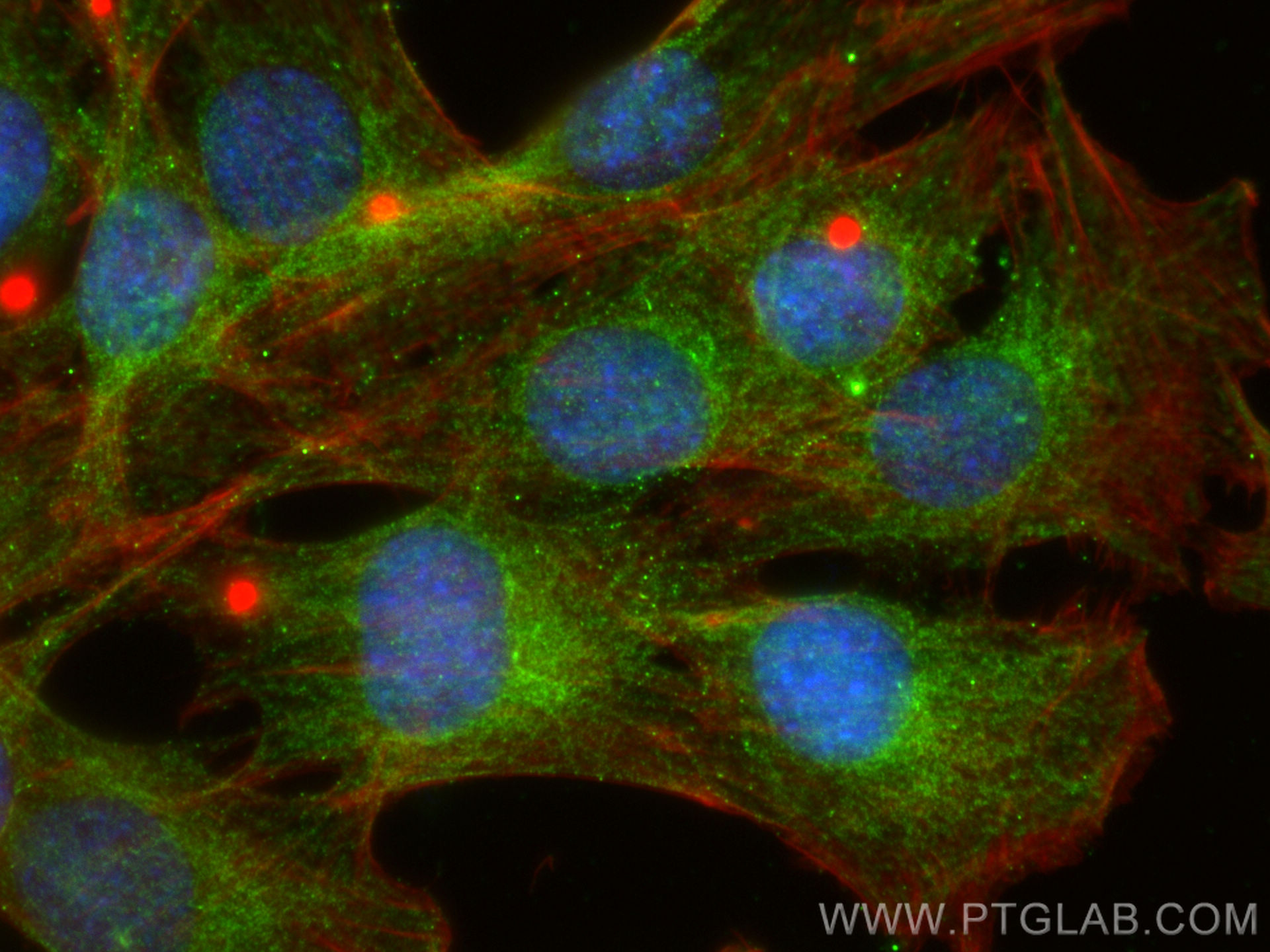 IF Staining of C2C12 using 17614-1-AP