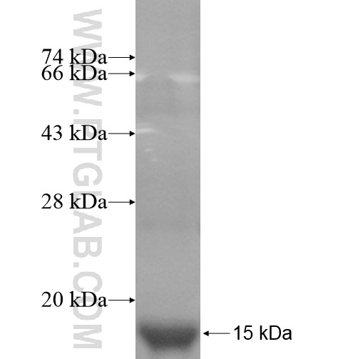 NDUFB2 fusion protein Ag12074 SDS-PAGE