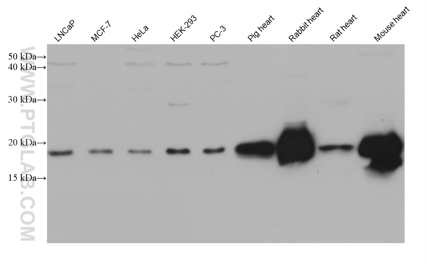 WB analysis using 68362-1-Ig