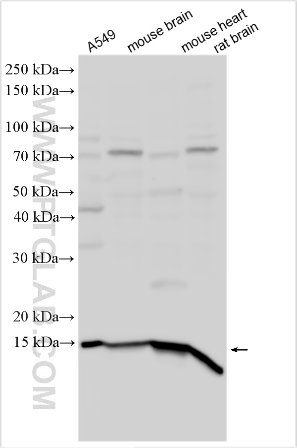 WB analysis using 15573-1-AP